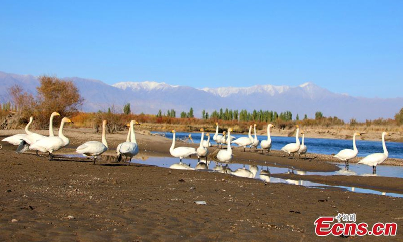 Swans stand on the shore of the Kaidu River, Xinjiang Uygur Autonomous Region, Oct. 13, 2021.Photo:China News Service