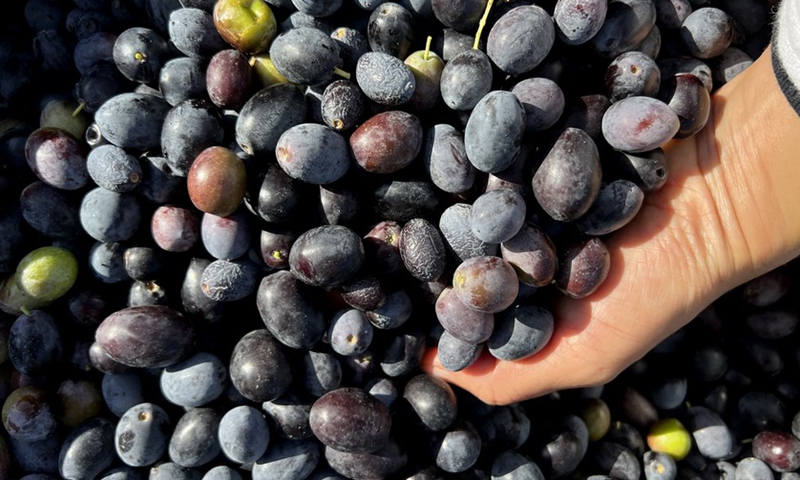 Photo taken on Oct. 16, 2021 shows freshly picked olives in Kalkara, Malta.(Photo: Xinhua)