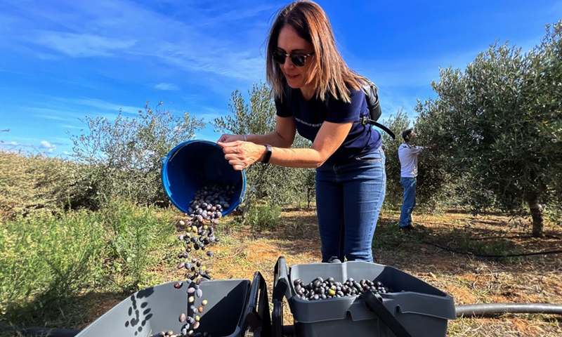 A woman pours newly-picked olives into a pushcart in Kalkara, Malta, on Oct. 16, 2021.(Photo: Xinhua)