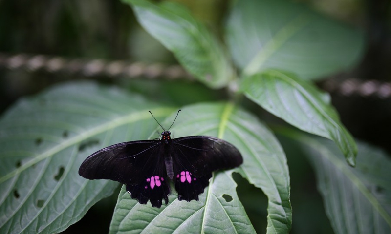 Image from October 13, 2021, of a butterfly landing on a leaf at the Quindio Botanical Garden in the city of Calarca, Quindio department, Colombia.(Photo: Xinhua)