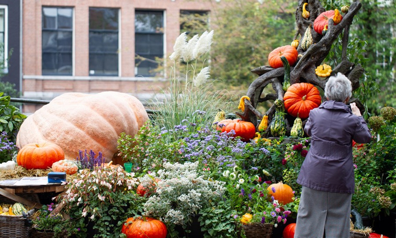 A woman takes pictures of a neighborhood garden with 80 pumpkins in central Amsterdam, the Netherlands, Oct. 16, 2021.(Photo: Xinhua)