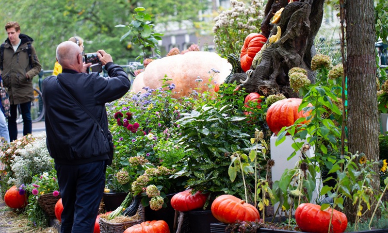 A man takes pictures of a neighborhood garden with 80 pumpkins in central Amsterdam, the Netherlands, Oct. 16, 2021.(Photo: Xinhua)