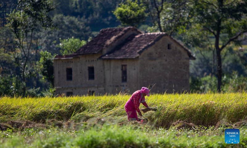 Farmers work at a paddy field in Lalitpur, Nepal on Oct. 22, 2021. Nepali farmers are busy harvesting rice as unseasonal rainfalls in recent days have damaged crops and properties in some parts of the country.Photo:Xinhua