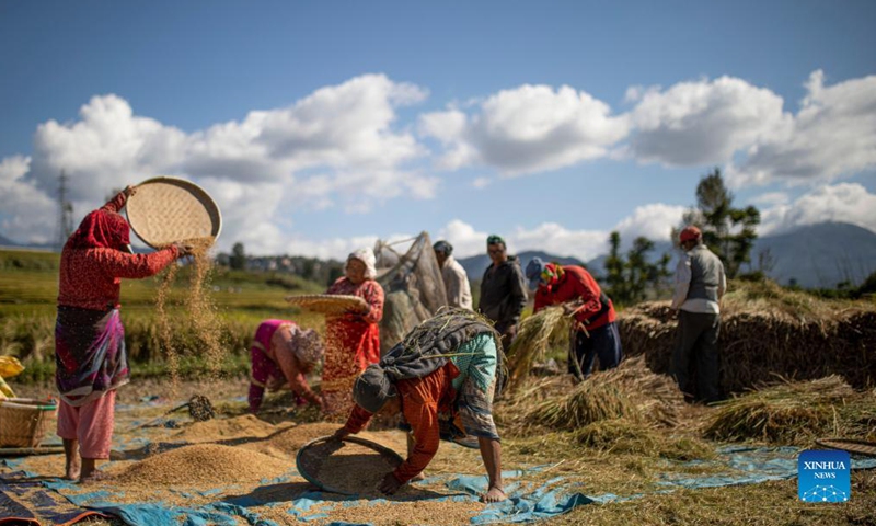 Farmers work at a paddy field in Lalitpur, Nepal on Oct. 22, 2021. Nepali farmers are busy harvesting rice as unseasonal rainfalls in recent days have damaged crops and properties in some parts of the country.Photo:Xinhua