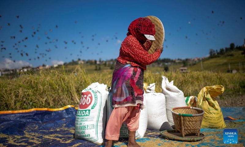 Farmers work at a paddy field in Lalitpur, Nepal on Oct. 22, 2021. Nepali farmers are busy harvesting rice as unseasonal rainfalls in recent days have damaged crops and properties in some parts of the country.Photo:Xinhua