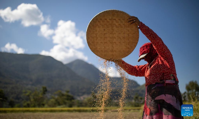 Farmers work at a paddy field in Lalitpur, Nepal on Oct. 22, 2021. Nepali farmers are busy harvesting rice as unseasonal rainfalls in recent days have damaged crops and properties in some parts of the country.Photo:Xinhua