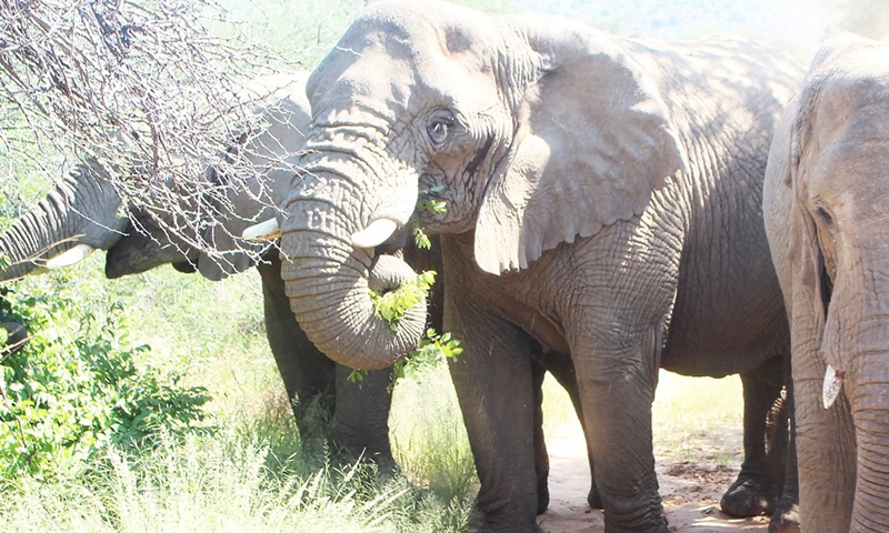 Photo taken on April 5, 2021 shows elephants in Omaruru, Namibia.(Photo: Xinhua)