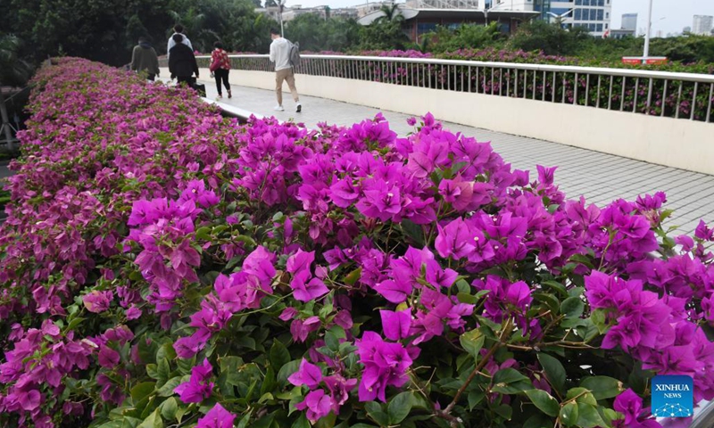 Flowers are seen along the road in Nanning, south China's Guangxi Zhuang Autonomous Region, Oct. 23, 2021.(Photo: Xinhua)