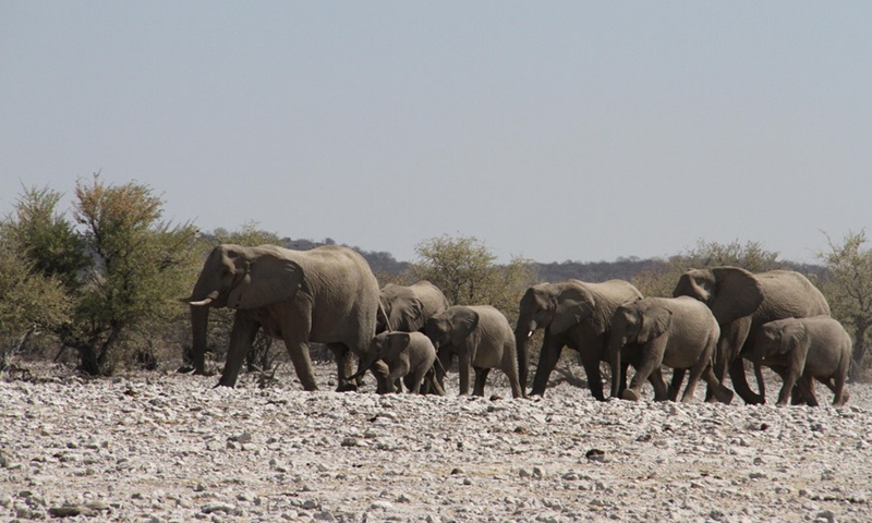 File photo taken on Aug. 26, 2016 shows elephants at the Etosha National Park, northwestern Namibia. (Photo: Xinhua)