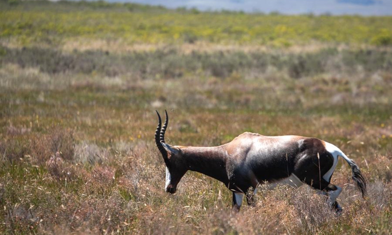 Century-long conservation efforts in South Africa save bontebok from brink  of extinction - Global Times