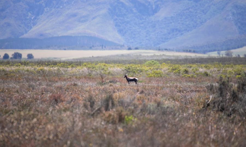Photo taken on Oct. 19, 2021 shows a view of Bontebok National Park, South Africa.(Photo: Xinhua)