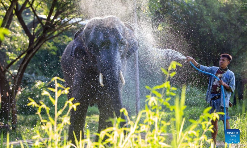 A mahout showers an elephant at the Thai Elephant Conservation Center in Lampang, Thailand, Oct. 27, 2021. Established in 1993, the Thai Elephant Conservation Center houses more than 50 Asian elephants. As a state-run elephant conservation center, it integrates elephant conservation, elephant hospital, mahout school and other functions.(Photo: Xinhua)
