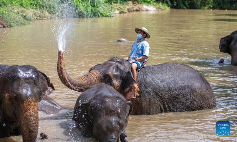 Elephants bathe at the Thai Elephant Conservation Center in Lampang, Thailand, Oct. 27, 2021. Established in 1993, the Thai Elephant Conservation Center houses more than 50 Asian elephants. As a state-run elephant conservation center, it integrates elephant conservation, elephant hospital, mahout school and other functions.(Photo: Xinhua)