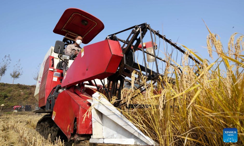 Farmers harvest rice with agricultural machinery in the field at Nanpanshi Village, Lincheng County, Xingtai of north China's Hebei Province, Oct. 30, 2021.Photo:Xinhua