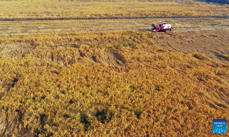Aerial photo taken on Oct. 30, 2021 shows a farmer harvesting rice with agricultural machinery in the field at Nanpanshi Village, Lincheng County, Xingtai of north China's Hebei Province.Photo:Xinhua