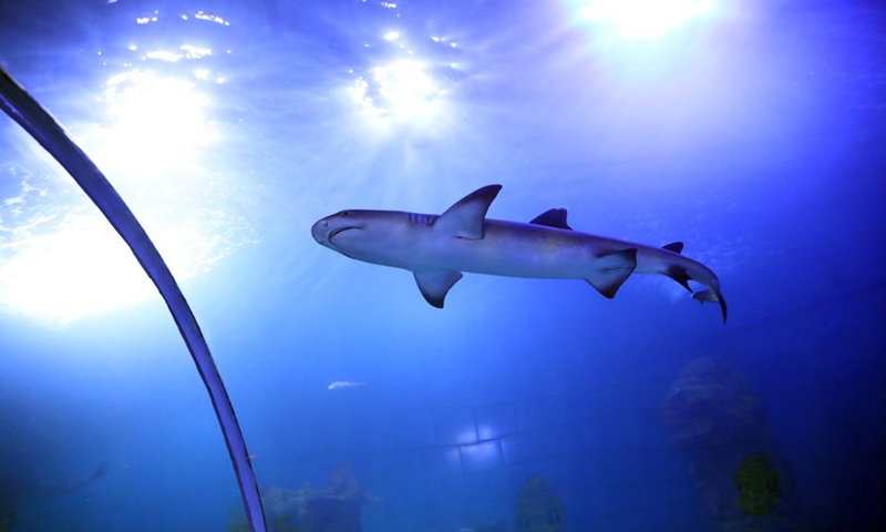 A shark is seen at the Hurghada Large Aquarium in Hurghada, Egypt, Oct.16, 2021. (Photo: Xinhua)