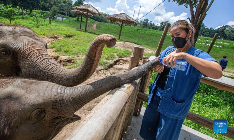 A staff member feeds water to an elephant at the Thai Elephant Conservation Center in Lampang, Thailand, Oct. 27, 2021. Established in 1993, the Thai Elephant Conservation Center houses more than 50 Asian elephants. As a state-run elephant conservation center, it integrates elephant conservation, elephant hospital, mahout school and other functions.(Photo: Xinhua)