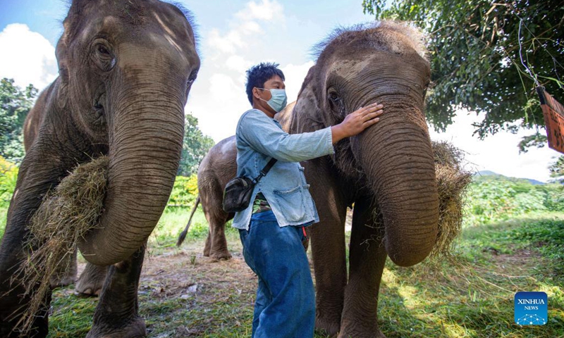 A mahout looks after elephants at the Thai Elephant Conservation Center in Lampang, Thailand, Oct. 27, 2021. Established in 1993, the Thai Elephant Conservation Center houses more than 50 Asian elephants. As a state-run elephant conservation center, it integrates elephant conservation, elephant hospital, mahout school and other functions.(Photo: Xinhua)