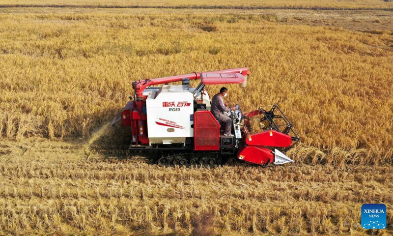 Aerial photo taken on Oct. 30, 2021 shows a farmer harvesting rice with agricultural machinery in the field at Nanpanshi Village, Lincheng County, Xingtai of north China's Hebei Province.Photo:Xinhua