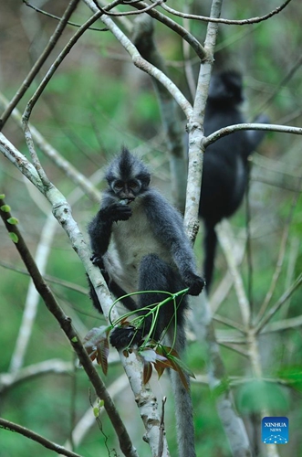 A Thomas's langur (Presbytis Thomasi) rests on a tree at Mount Leuser National Park in North Sumatra, Indonesia, Oct. 31, 2021.(Photo: Xinhua)