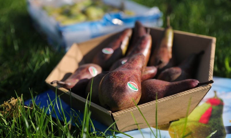 Red conference pears are seen in Sint-Gillis-Waas, Belgium, Oct. 22, 2021.(Photo: Xinhua)