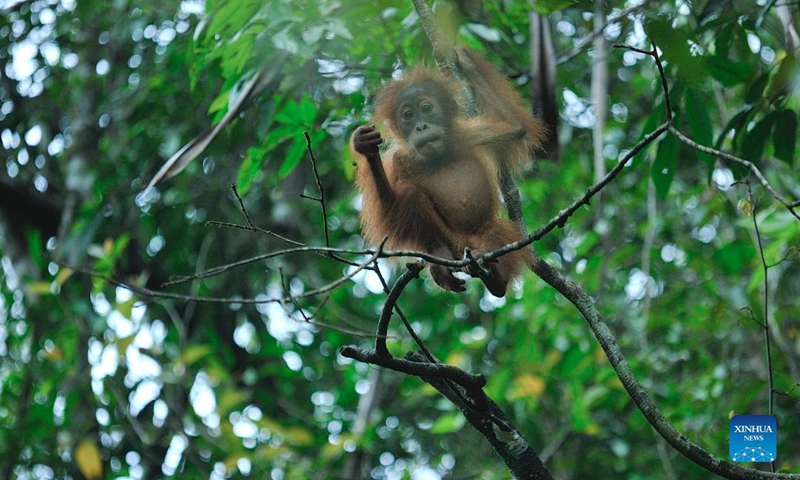 A baby Sumatran orangutan is seen at Mount Leuser National Park in North Sumatra, Indonesia, Oct. 31, 2021.(Photo: Xinhua)
