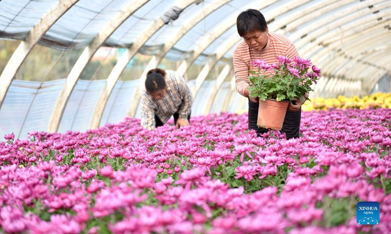 Workers take care of flowers at a flower planting base in Heyang Town of Nanhe District in Xingtai City, north China's Hebei Province, Nov. 1, 2021. In recent years, Nanhe district has guided local farmers to develop flower planting industry to meet the demand of market and helped boost the income of locals.(Photo: Xinhua)