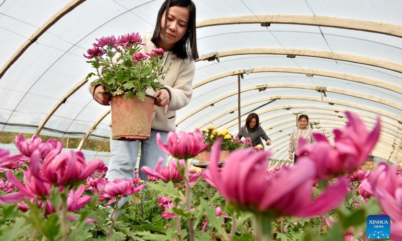 Customers select flowers at a flower planting base in Heyang Town of Nanhe District in Xingtai City, north China's Hebei Province, Nov. 1, 2021. In recent years, Nanhe district has guided local farmers to develop flower planting industry to meet the demand of market and helped boost the income of locals.(Photo: Xinhua)