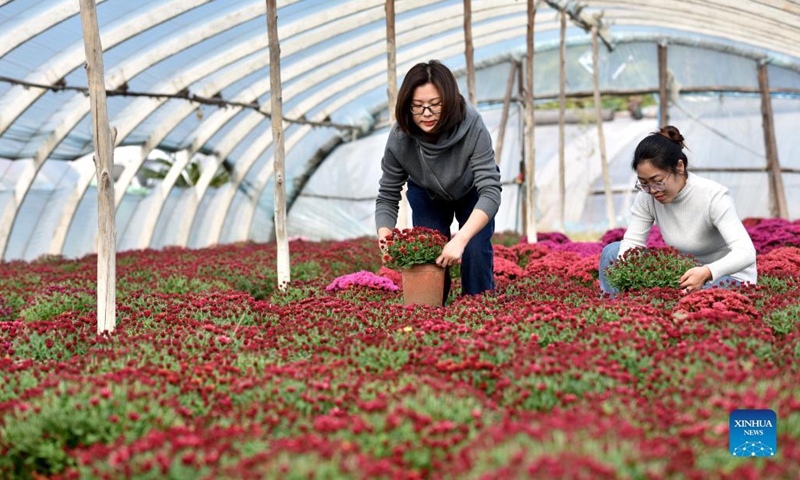 Customers select flowers at a flower planting base in Heyang Town of Nanhe District in Xingtai City, north China's Hebei Province, Nov. 1, 2021. In recent years, Nanhe district has guided local farmers to develop flower planting industry to meet the demand of market and helped boost the income of locals. (Photo: Xinhua)