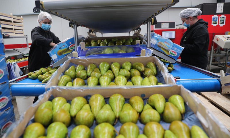 Staff members work at a packing station for Belaian conference pears in Sint-Gillis-Waas, Belgium, Oct. 22, 2021. (Photo: Xinhua)