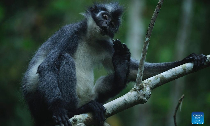 A Thomas's langur (Presbytis Thomasi) rests on a tree at Mount Leuser National Park in North Sumatra, Indonesia, Oct. 31, 2021.(Photo: Xinhua)