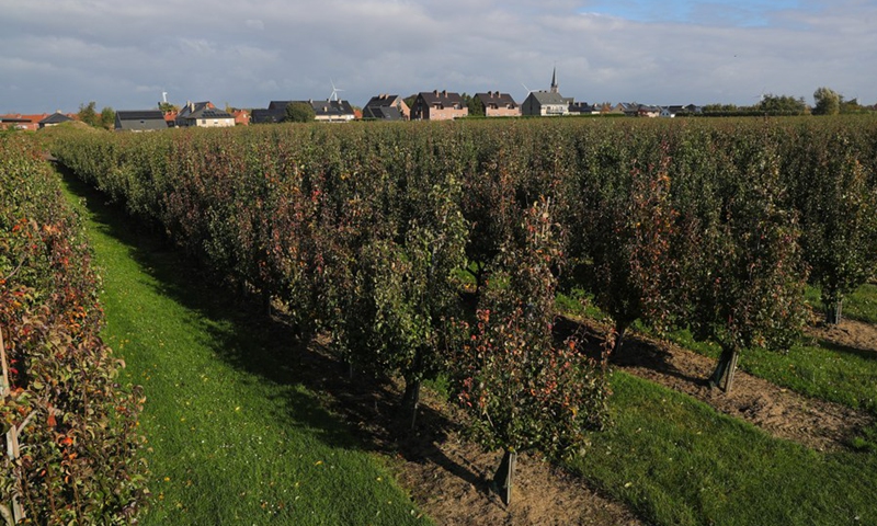 A Belaian conference pear orchard is seen in Sint-Gillis-Waas, Belgium, Oct. 22, 2021.(Photo: Xinhua)