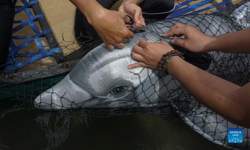 Volunteers cut a fishing net covering a dolphin dummy ballon during a training session on rescuing marine mammals washed ashore at Ule Lheue beach in Banda Aceh, Indonesia, Nov. 2, 2021. The World Wide Fund for Nature (WWF) Indonesia in collaboration with the Faculty of Veterinary Medicine of Aceh Syiah Kuala University held a training session on techniques for handling stranded mammals on the beach. (Photo: Xinhua)