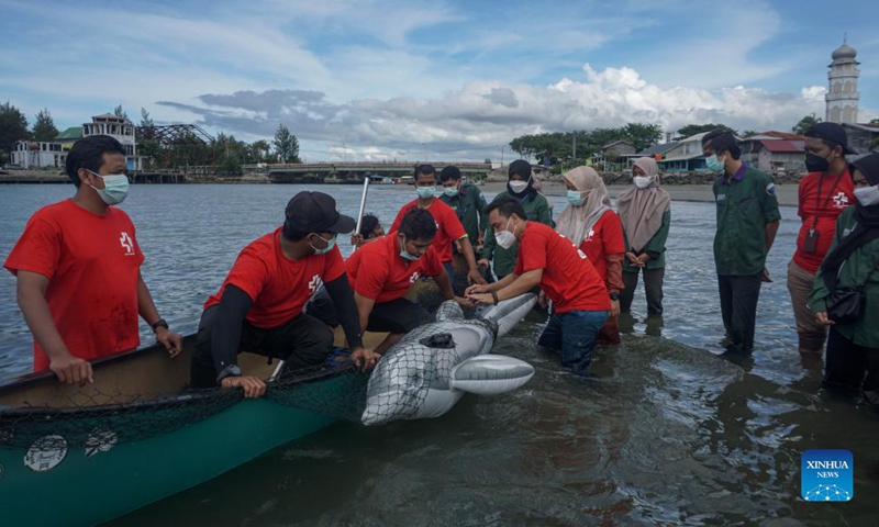 Volunteers hold a dolphin dummy ballon during a training session on rescuing marine mammals washed ashore at Ule Lheue beach in Banda Aceh, Indonesia, Nov. 2, 2021. The World Wide Fund for Nature (WWF) Indonesia in collaboration with the Faculty of Veterinary Medicine of Aceh Syiah Kuala University held a training session on techniques for handling stranded mammals on the beach.(Photo: Xinhua)