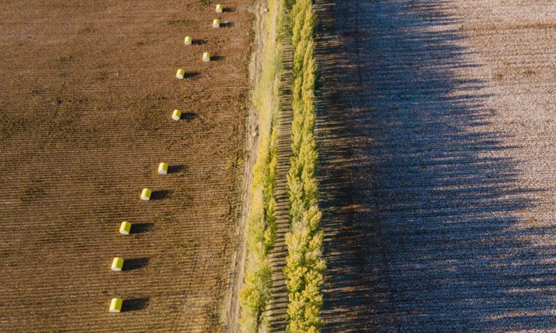 Aerial photo taken on Oct. 24, 2021 shows Lu Gaolin's cotton field in Sandaogou Village of Daquan Township in Shawan City, northwest China's Xinjiang Uygur Autonomous Region.(Photo: Xinhua)