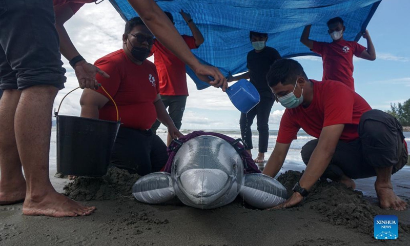 Volunteers hold a dolphin dummy balloon during a training session on rescuing marine mammals washed ashore at Ule Lheue beach in Banda Aceh, Indonesia, Nov. 2, 2021. The World Wide Fund for Nature (WWF) Indonesia in collaboration with the Faculty of Veterinary Medicine of Aceh Syiah Kuala University held a training session on techniques for handling stranded mammals on the beach.(Photo: Xinhua)