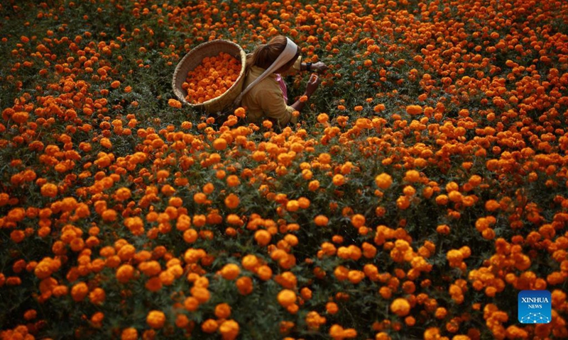 A woman picks marigold flowers ahead of the Tihar festival in Kathmandu, Nepal on Nov. 3, 2021.(Photo: Xinhua)