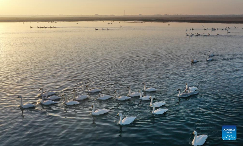 Aerial photo taken on Nov. 3, 2021 shows a flock of swans swimming on the lake of the Hongjiannao Wetland Reserve in Shenmu, northwest China's Shaanxi Province. Flocks of wintering wild geese and swans have arrived at the Hongjiannao Wetland Reserve on their route of migration.(Photo: Xinhua)