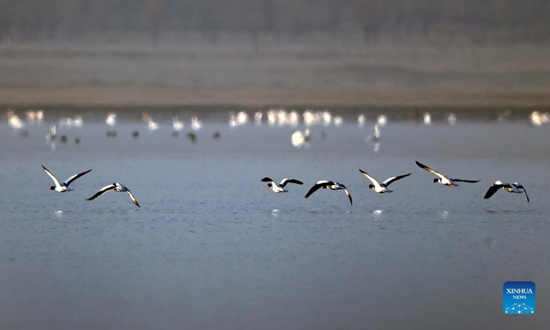 A flock of wild geese skim over the lake of the Hongjiannao Wetland Reserve in Shenmu, northwest China's Shaanxi Province, Nov. 3, 2021. Flocks of wintering wild geese and swans have arrived at the Hongjiannao Wetland Reserve on their route of migration.(Photo: Xinhua)