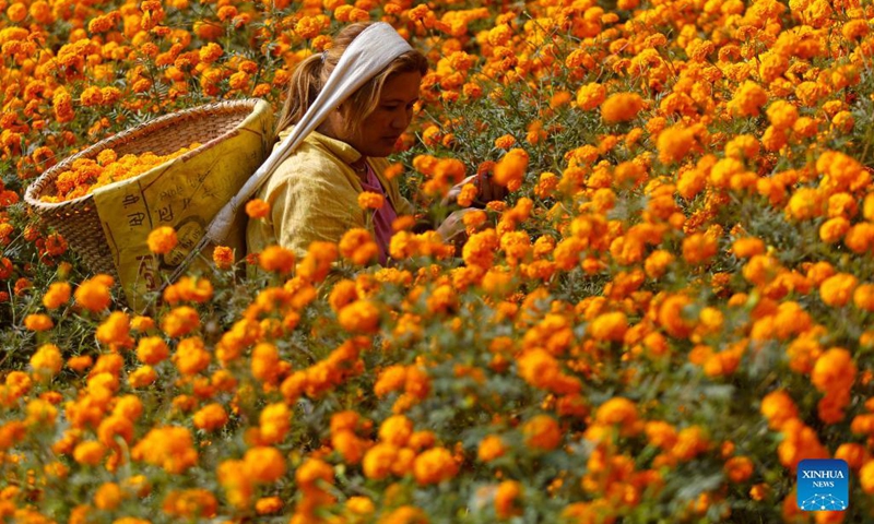 A woman picks marigold flowers ahead of the Tihar festival in Kathmandu, Nepal on Nov. 3, 2021.(Photo: Xinhua)