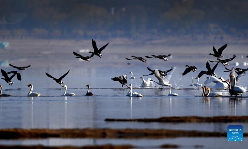 Wild geese and swans are seen at the Hongjiannao Wetland Reserve in Shenmu, northwest China's Shaanxi Province, Nov. 3, 2021. Flocks of wintering wild geese and swans have arrived at the Hongjiannao Wetland Reserve on their route of migration. (Photo: Xinhua)