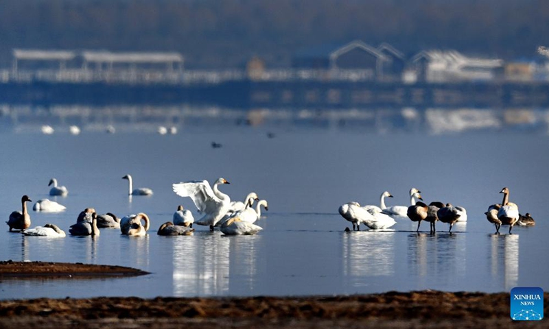 Wild geese and swans are seen at the Hongjiannao Wetland Reserve in Shenmu, northwest China's Shaanxi Province, Nov. 3, 2021. Flocks of wintering wild geese and swans have arrived at the Hongjiannao Wetland Reserve on their route of migration. (Photo: Xinhua)