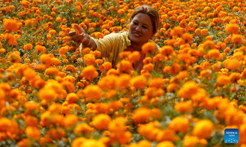A woman picks marigold flowers ahead of the Tihar festival in Kathmandu, Nepal on Nov. 3, 2021.(Photo: Xinhua)