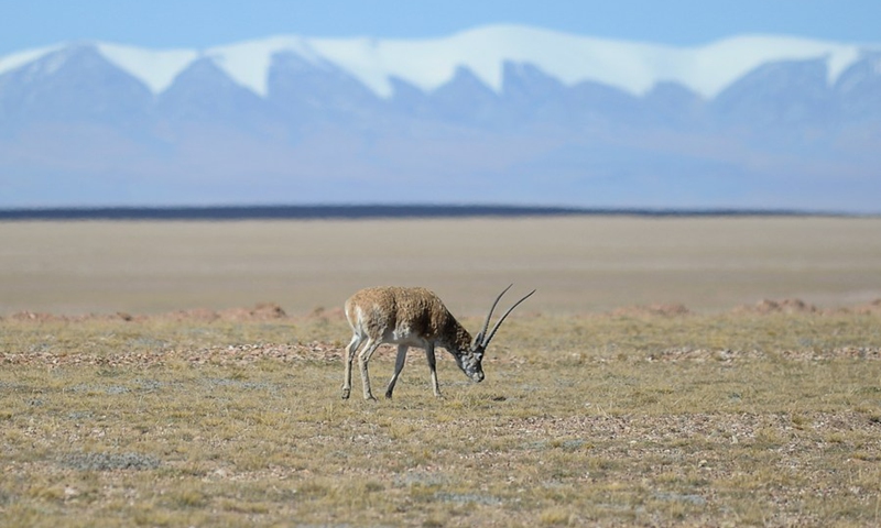 A Tibetan antelope is seen at Hol Xil area of Sanjiangyuan National Park in northwest China's Qinghai Province, Sept. 28, 2021.(Photo: Xinhua)
