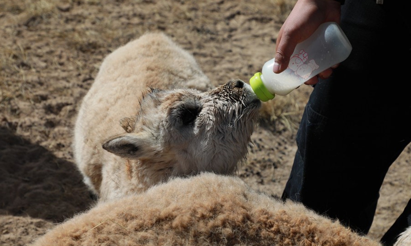 A baby Tibetan antelope is fed with milk at a wildlife rescue center of Sonam Dargye Protection Station in Hoh Xil, northwest China's Qinghai Province, Dec. 6, 2020.(Photo: Xinhua)