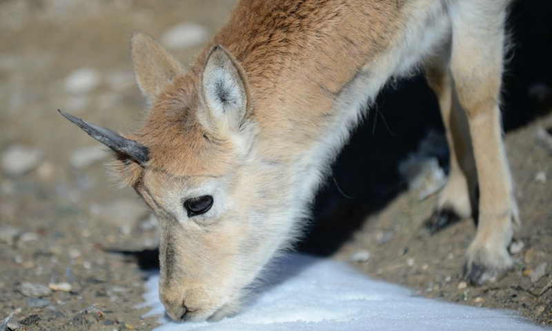 Photo taken on Sept. 28, 2021 shows a Tibetan antelope at a wildlife rescue center of the Sonam Dargye Protection Station in Hoh Xil, northwest China's Qinghai Province.(Photo: Xinhua)