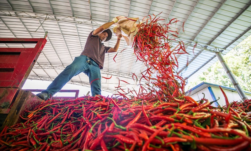 A villager sorts harvested peppers in Zhaile Township of Nayong County in Bijie City, southwest China's Guizhou Province, September 11, 2021 (Photo: Xinhua)