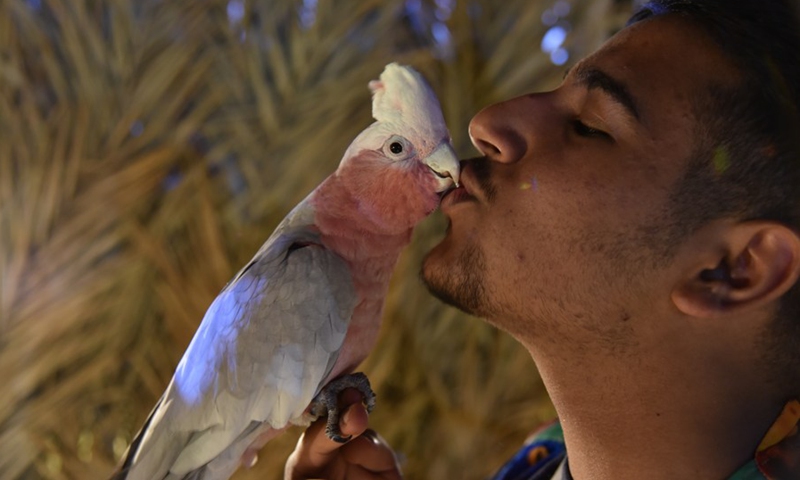 A man kisses a parrot during the Riyadh Safari in Riyadh, Saudi Arabia, Nov. 7, 2021.(Photo: Xinhua)
