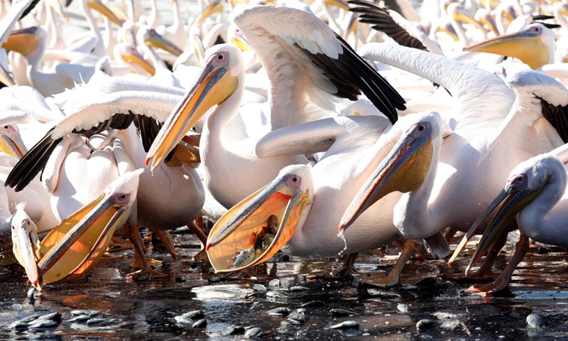 Great white pelicans are seen feeding on small fish in a water reservoir in the Emek Hefer Valley near the central Israeli coastal city of Netanya during their annual migration to Africa, on Nov. 8, 2021.(Photo: Xinhua)