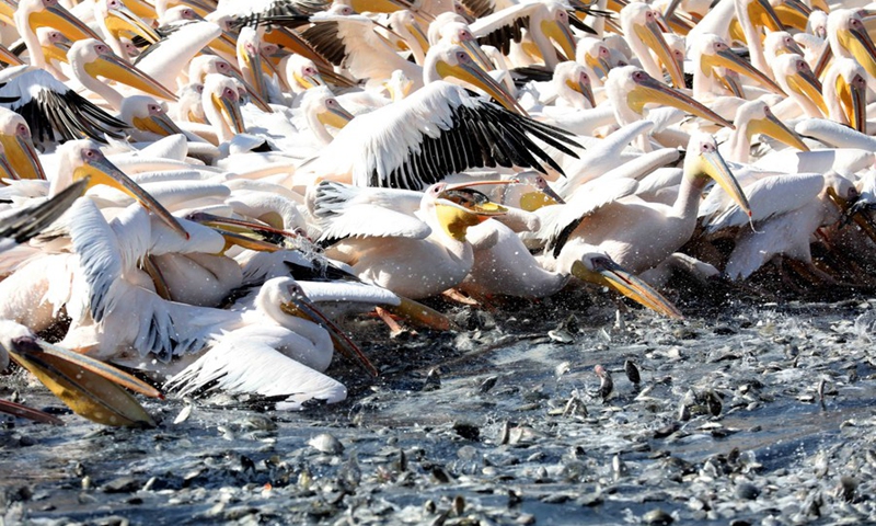 Great white pelicans are seen feeding on small fish in a water reservoir in the Emek Hefer Valley near the central Israeli coastal city of Netanya during their annual migration to Africa, on Nov. 8, 2021.(Photo: Xinhua)